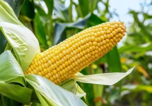 maize-prefered-696x392-1